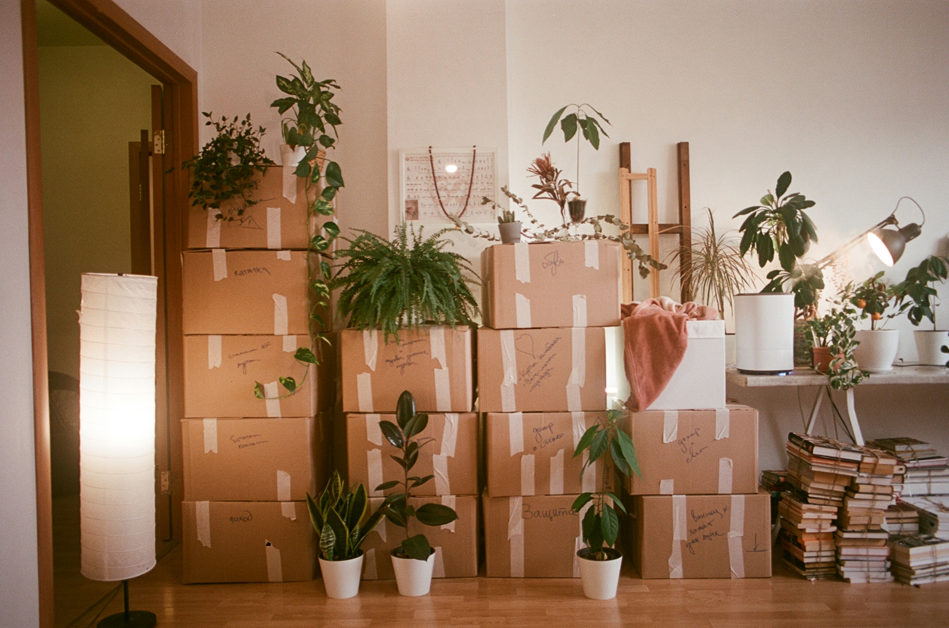 Cardboard moving boxes stacked among houseplants in a living room